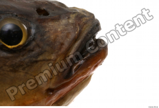 Common chub Squalius cephalus mouth 0001.jpg